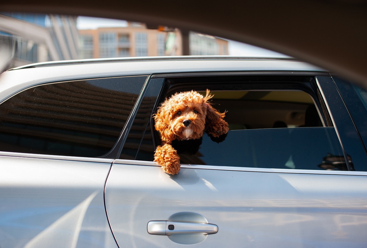brown small dog hanging out the window of a car